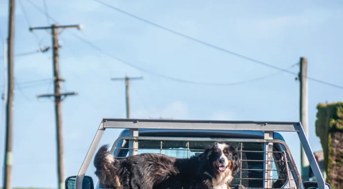 Truck Surfing Dogs