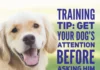 TRAINING TIPS WITH Mary Green