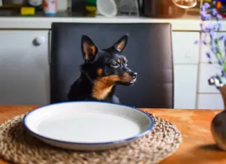 Parties and People and Pets