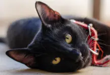 Black Cats, Lucky Companions