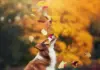 Fall for Your Pet
