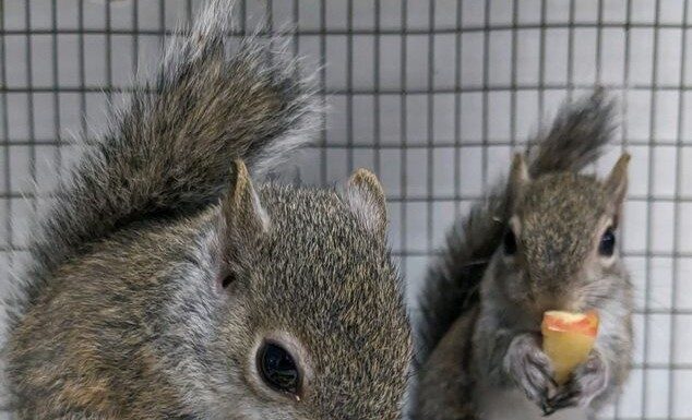 Squirrels of Oklahoma