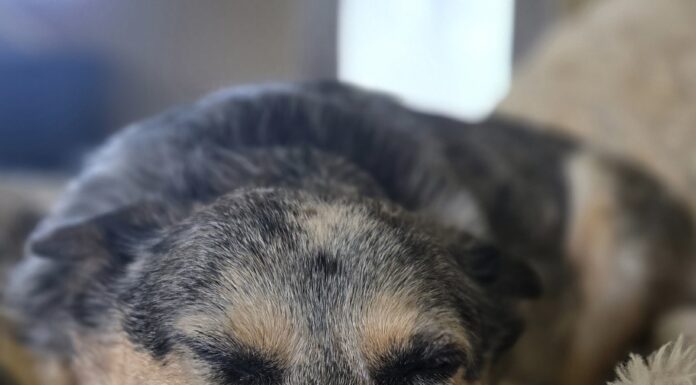 Drift off to Dreamland