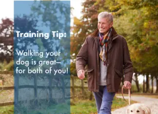 Active Seniors, Active Dogs