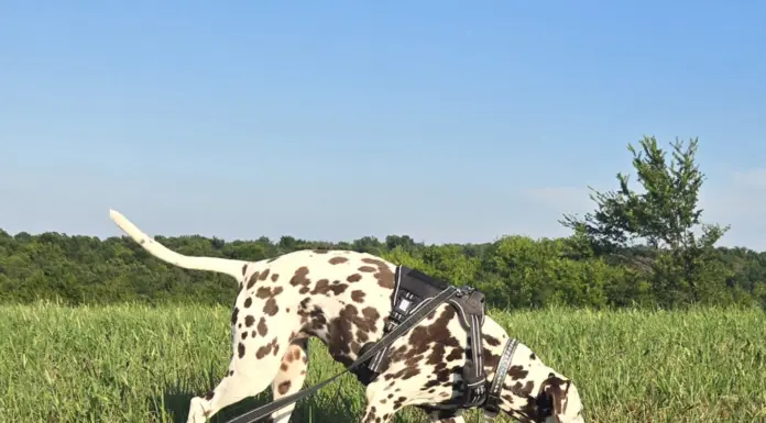 Old Dog? New Tricks!