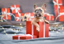 Before You Wrap up That Pet