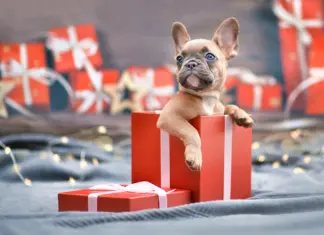 Before You Wrap up That Pet