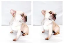 From Puppy Mill to Pratt Park