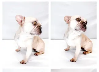 From Puppy Mill to Pratt Park