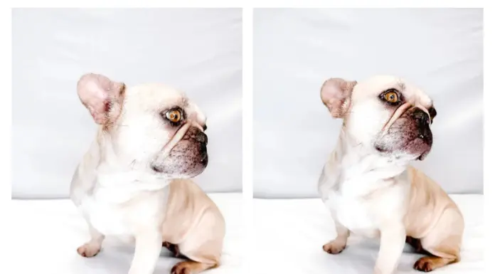 From Puppy Mill to Pratt Park