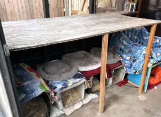 Helping Critters Weather Winter