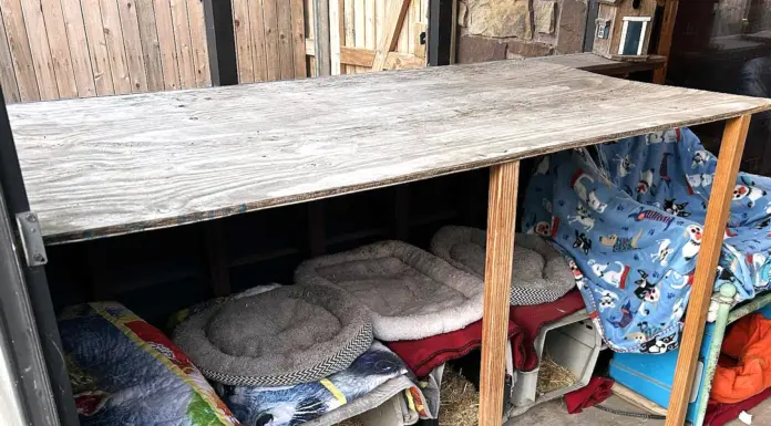 Helping Critters Weather Winter