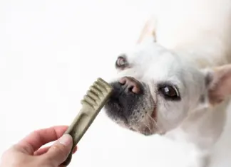 Brushing Up on Pet Dental Care
