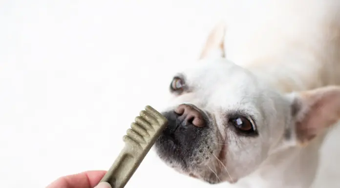 Brushing Up on Pet Dental Care