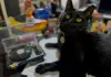 Pets & Their People: Dogs, Cats & Vinyl