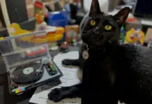Pets & Their People: Dogs, Cats & Vinyl