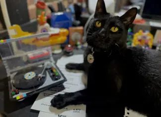 Pets & Their People: Dogs, Cats & Vinyl