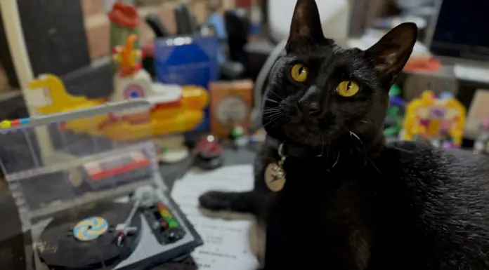 Pets & Their People: Dogs, Cats & Vinyl