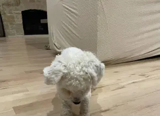 Pushing Those Buttons