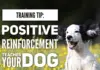 Training Tip: Train Your Dog Month