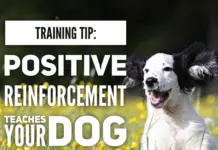 Training Tip: Train Your Dog Month
