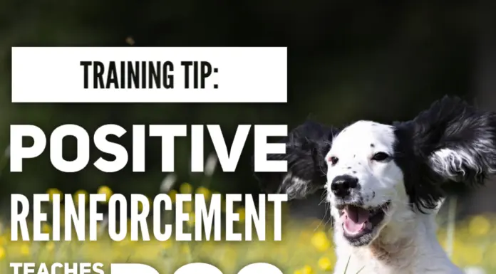 Training Tip: Train Your Dog Month