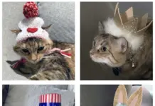 Cat Chat: Cleopatra the Theatrical Cat