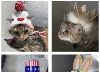 Cat Chat: Cleopatra the Theatrical Cat