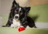 Food-Delivery Toys for Dogs