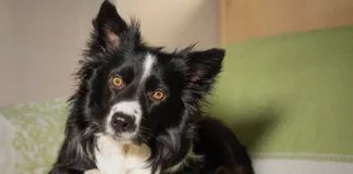 Food-Delivery Toys for Dogs