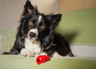 Food-Delivery Toys for Dogs