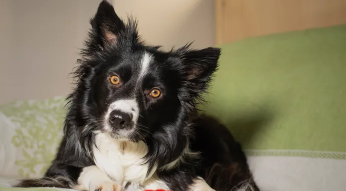 Food-Delivery Toys for Dogs