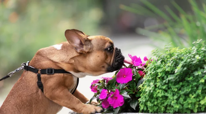 Nothing to Sneeze At