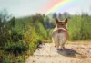 A Compassionate Goodbye