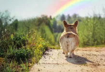 A Compassionate Goodbye