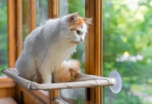 Cat Chat: The Great Window Watch