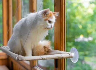 Cat Chat: The Great Window Watch