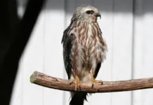 From South America to Oklahoma 2 Juvenile Mississippi kite raised at WildCare Oklahoma.