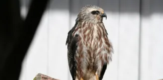 From South America to Oklahoma 2 Juvenile Mississippi kite raised at WildCare Oklahoma.