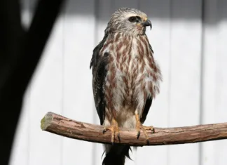 From South America to Oklahoma 2 Juvenile Mississippi kite raised at WildCare Oklahoma.