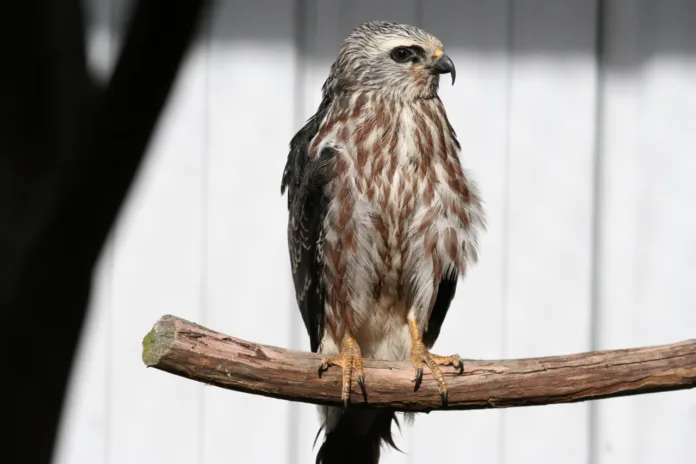 2 Juvenile Mississippi kite raised at WildCare Oklahoma.