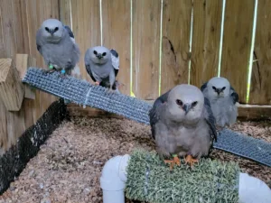 Adult Mississippi kites recover from injuries at WildCare Oklahoma.