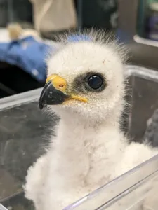 Nestling Mississippi kite on weigh day!