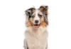 10 Things That Make a Mutt AdobeStock 1681700211