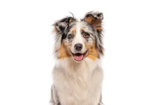 10 Things That Make a Mutt AdobeStock 1681700211