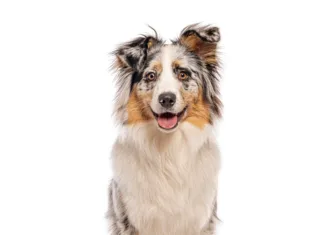 10 Things That Make a Mutt AdobeStock 1681700211