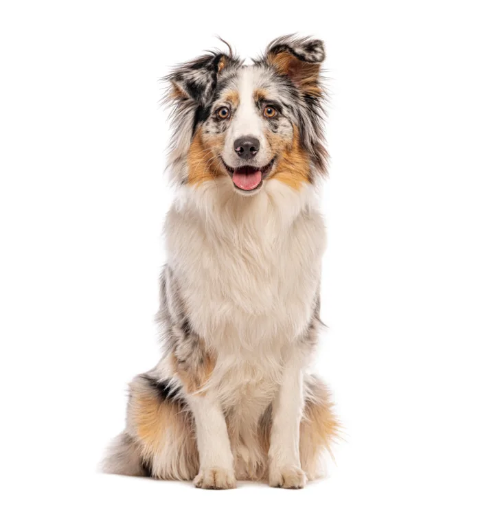 Australian shepherd sitting and panting on white background AdobeStock 1681700211