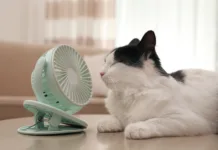 Cat Chat: Hot Cat Summer AdobeStock 397849085