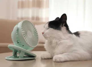 Cat Chat: Hot Cat Summer AdobeStock 397849085