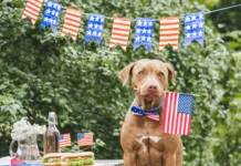 Stars, Stripes & Summer Essentials AdobeStock 641582635